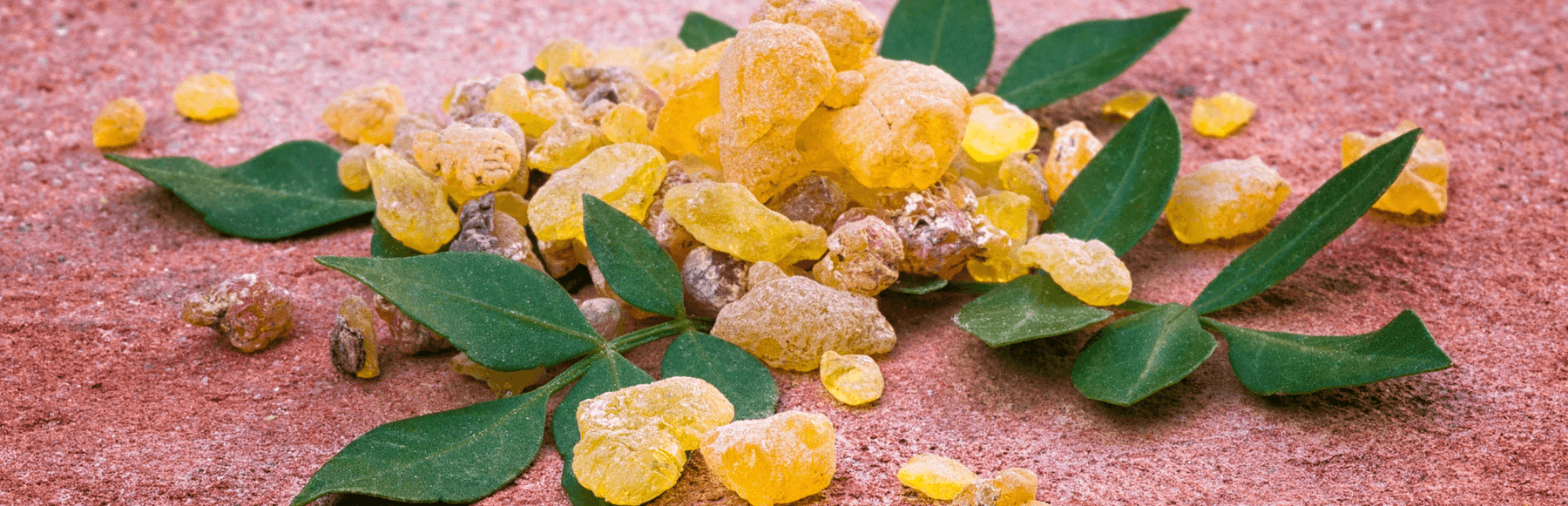 Why Frankincense Essential Oil is a Must-Have in Skincare Products - Griffin Remedy
