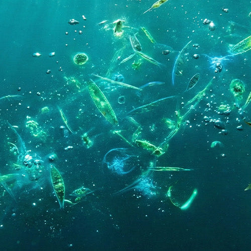 Why Phytoplankton is the Next Big Skincare Ingredient