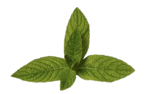 Peppermint Tea Tree Essential Oil
